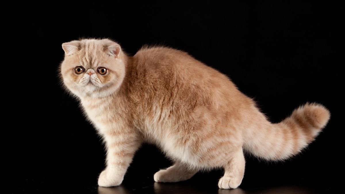 Gato exótico de pelo curto