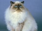 Gato himalaio