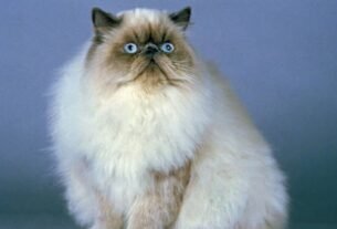 Gato himalaio