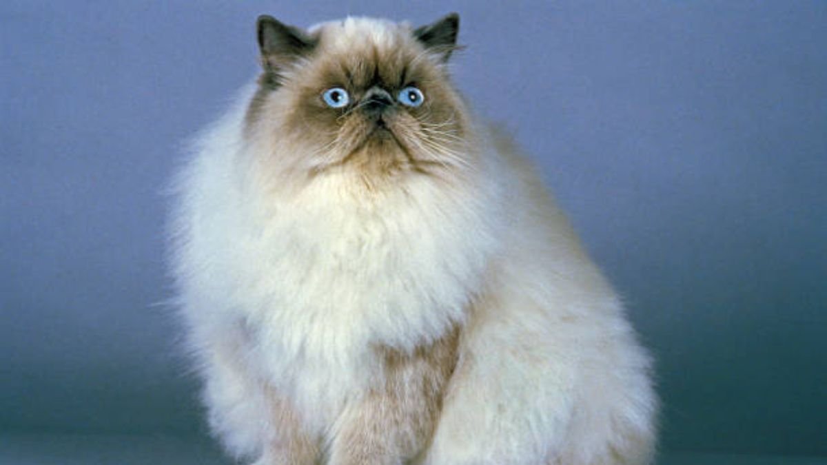 Gato himalaio