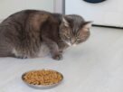 Gato não quer comer