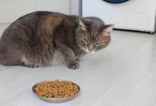 Gato não quer comer