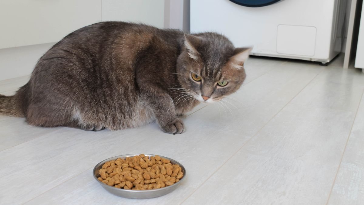 Gato não quer comer