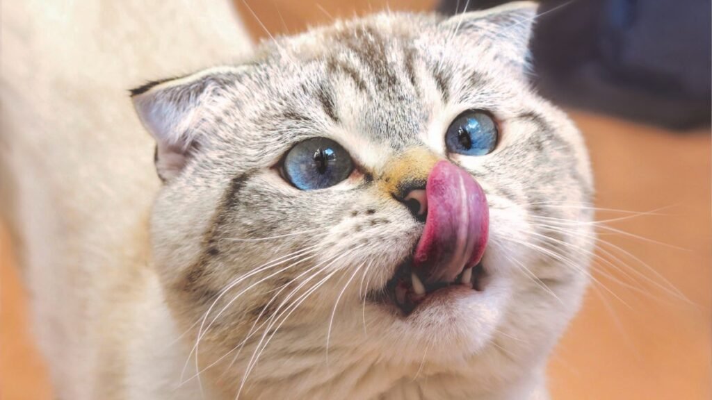 Gato próximo do peso ideal