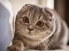 Gato scottish fold