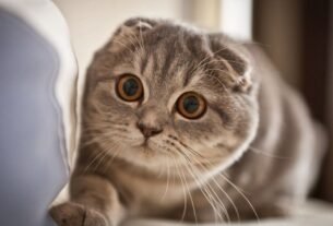 Gato scottish fold