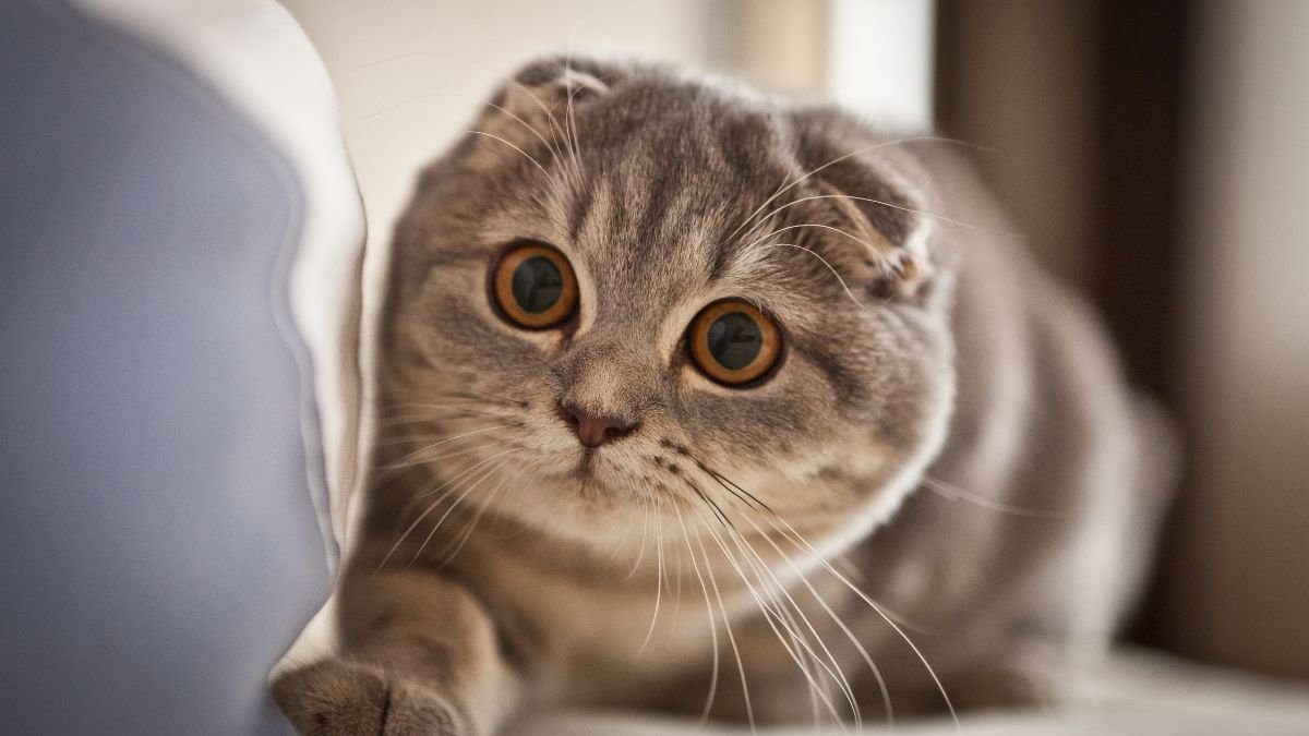 Gato Scottish Fold: Tudo Sobre o Felino das Orelhinhas Dobradas 1 Gato scottish fold