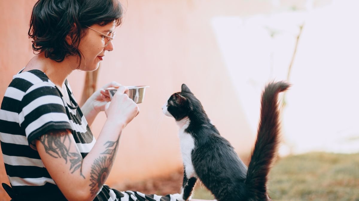 Como Ensinar o Gato Vir Quando Chamado 1 Gato vir quando chamado