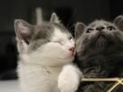 Gatos em apartamento sem conflito