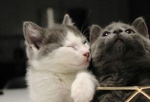Gatos em apartamento sem conflito