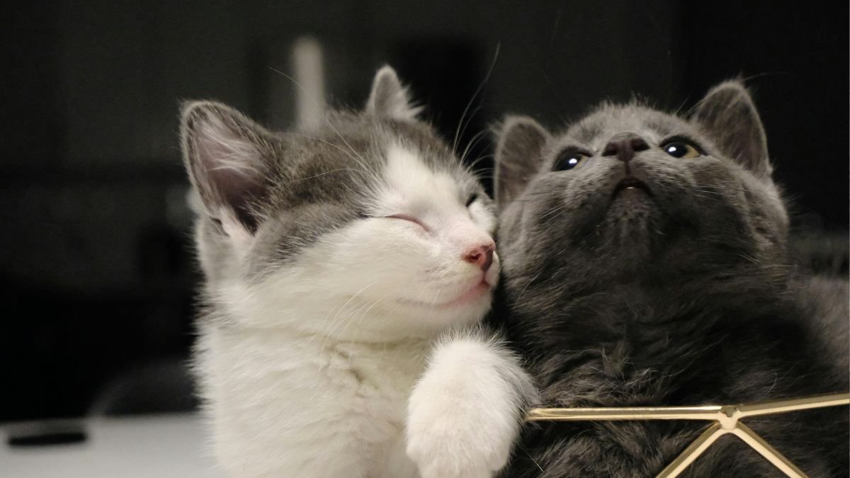 Gatos em Apartamento sem Conflito: Como Criar 2 Felinos 1 Gatos em apartamento sem conflito