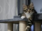 Horário de alimentação para gato