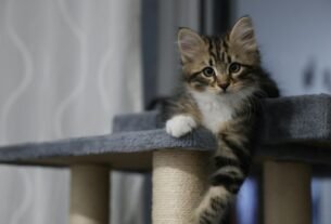 Horário de alimentação para gato