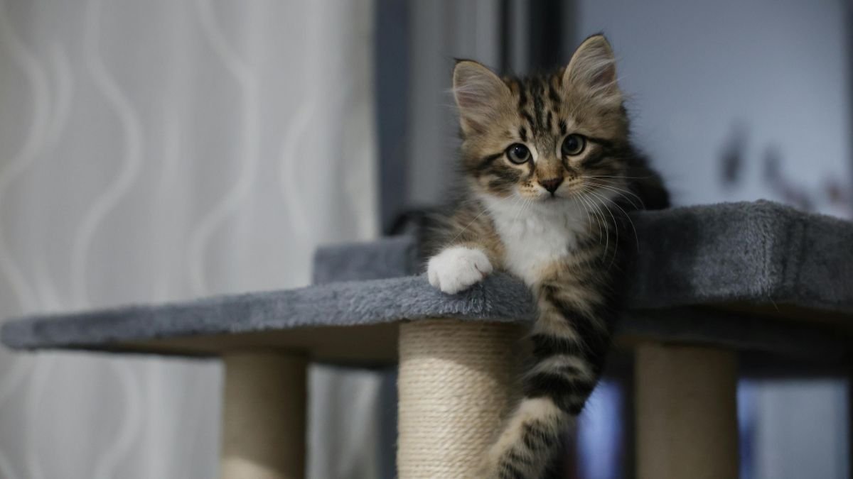 Horário de alimentação para gato