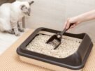 Kit higiene para gatos