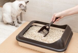 Kit higiene para gatos