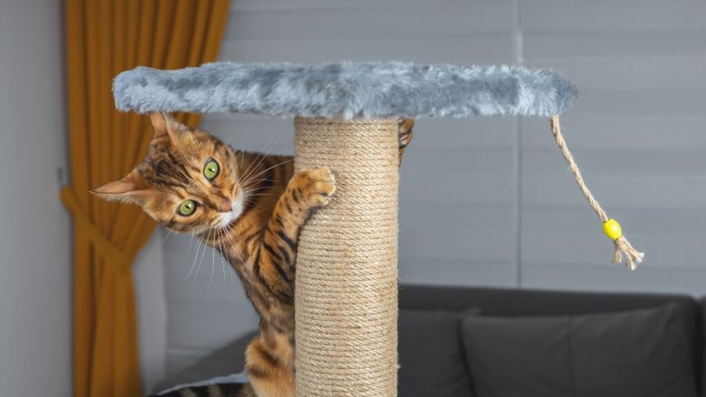 Arranhador de Parede para Gatos: Modelos Que Salvam Seus Móveis 2 Onde instalar o arranhador de parede para o gato usar mais