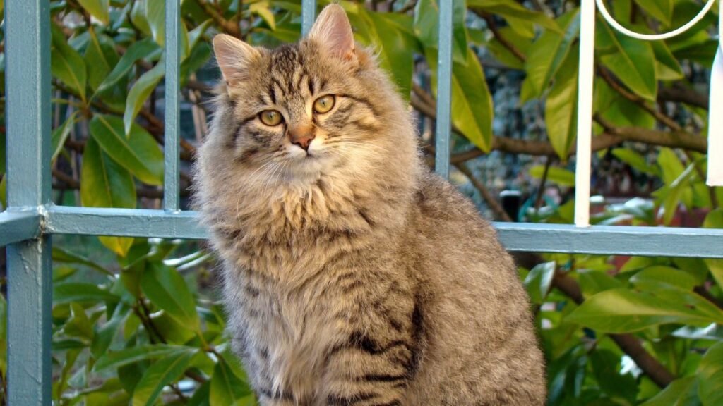 Os melhores suplementos para gatos em 2026