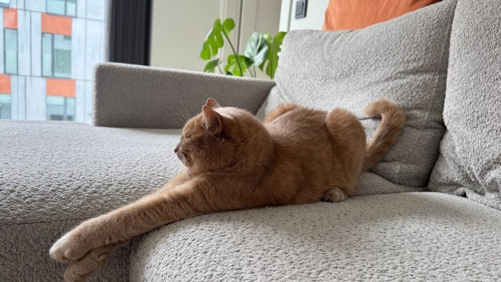 Gatos em Apartamento sem Conflito: Como Criar 2 Felinos 2 Passo a passo para apresentar dois gatos
