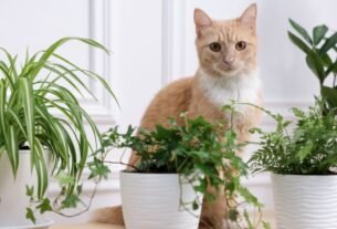 Plantas seguras para gatos