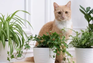 Plantas seguras para gatos