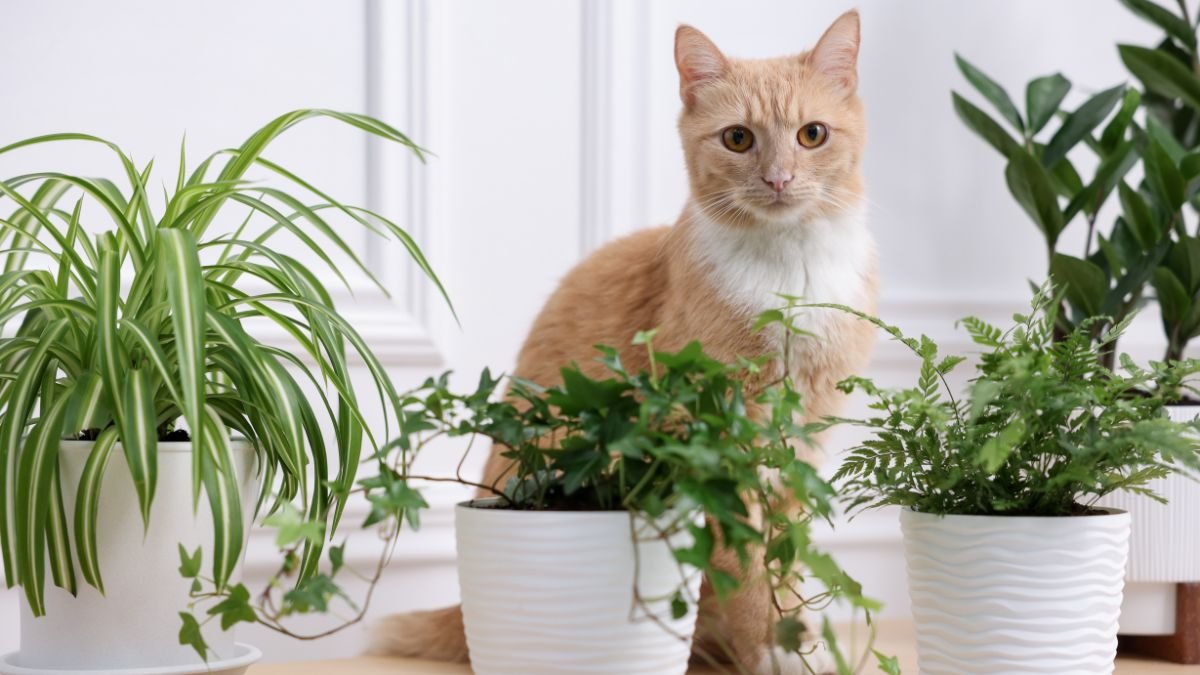 Plantas seguras para gatos