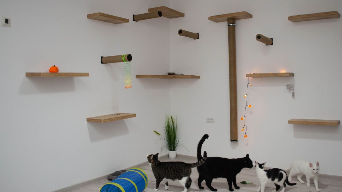 Playground para gatos