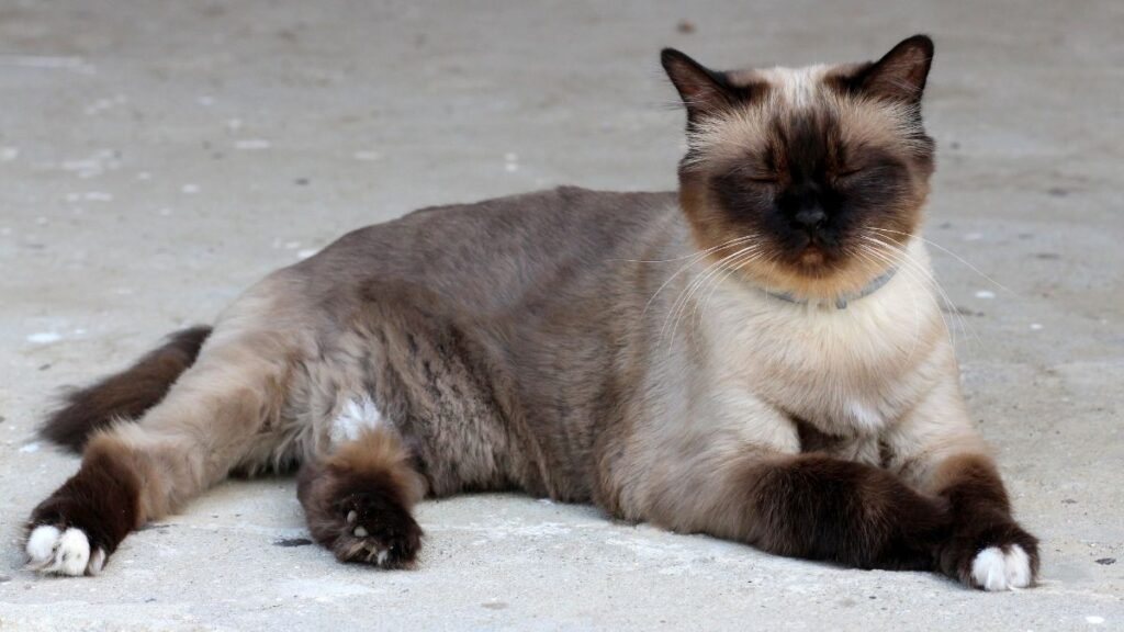 Por Que o Gato Birmanês é Ideal para Famílias