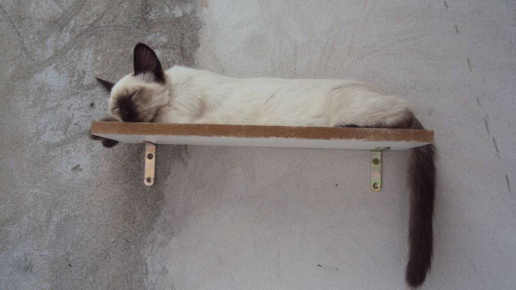 Prateleiras para gatos