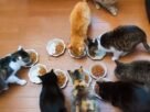 Quantidade de ração para gatos