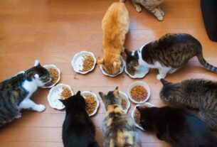 Quantidade de ração para gatos