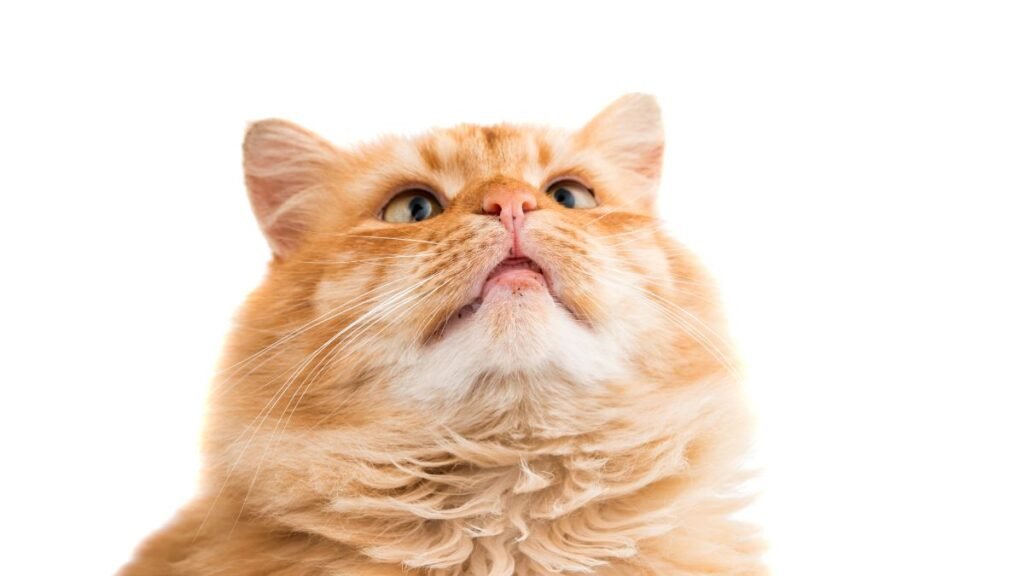 Quanto tempo leva para o gato aprender
