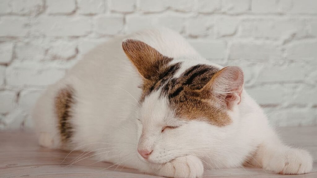 Quanto tempo leva para um gato se adaptar