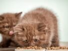 Ração para filhote de gato