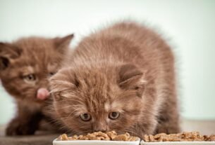 Ração para filhote de gato