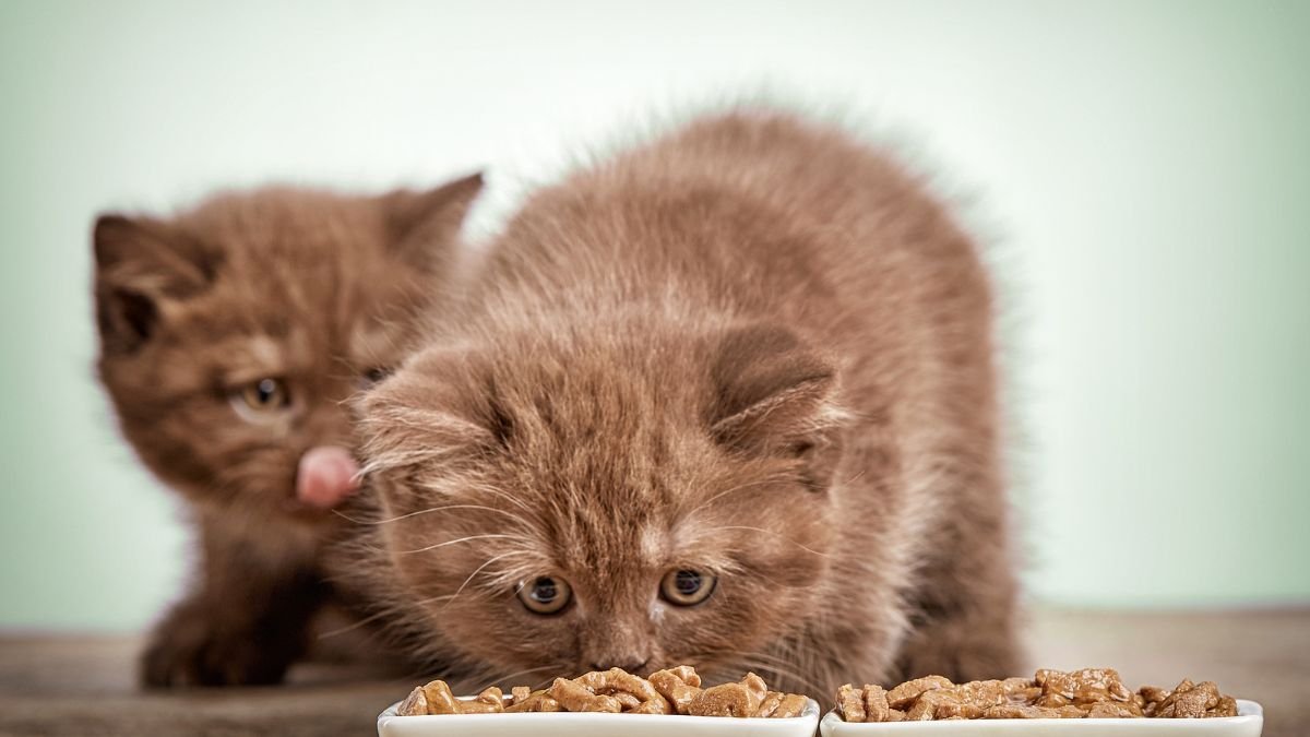 Ração para Filhote de Gato: Guia Completo para os Primeiros Meses 1 Ração para filhote de gato