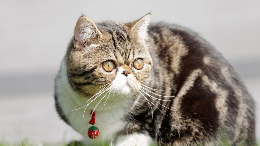 Saúde do gato exótico de pelo curto