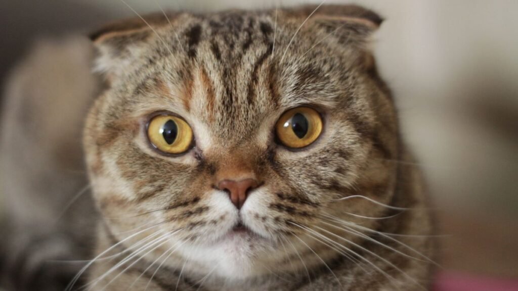 Scottish fold em apartamento