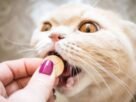 Suplementos para gatos