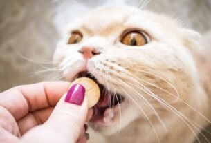 Suplementos para gatos