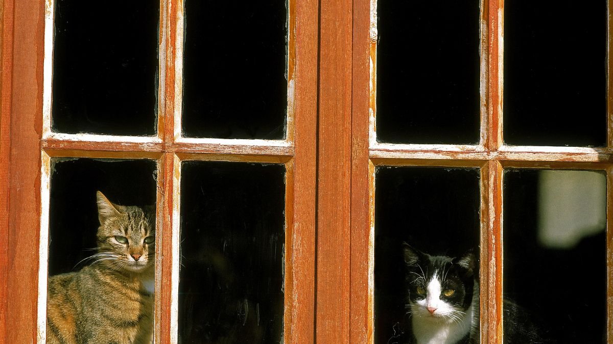 Como Telar Janelas Para Gatos com Segurança 1 Telar Janelas para gatos
