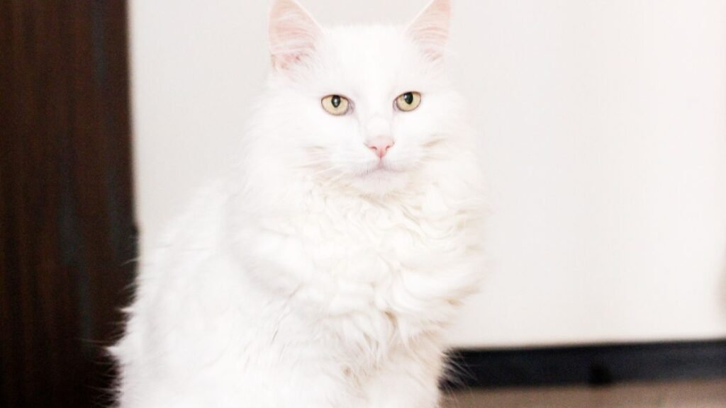 Temperamento do gato angorá