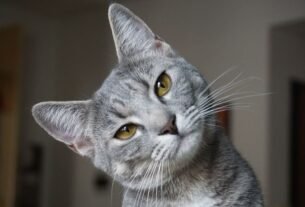 Treinamento para gatos
