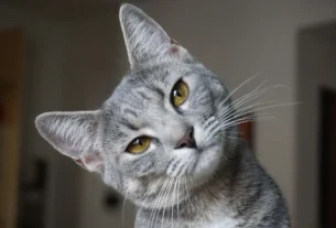 Treinamento para gatos