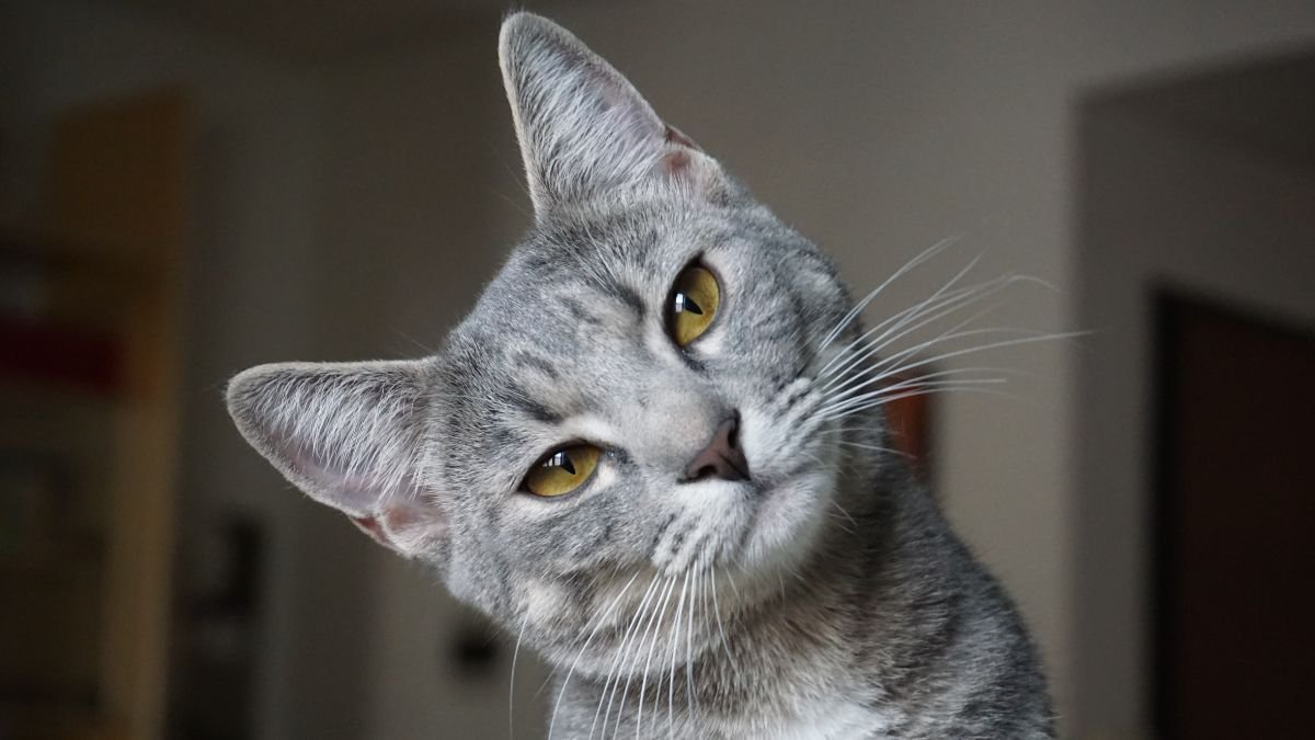 Como Criar uma Rotina de Treinamento para Gatos 1 Treinamento para gatos