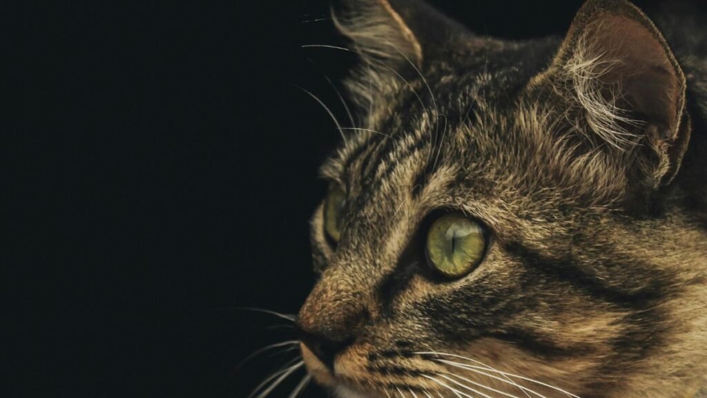 Clicker Training para Gatos: Como Ensinar Truques com Reforço Positivo 2 Truques faceis para gatos
