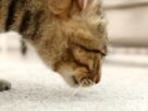 Cheiro de gato no apartamento
