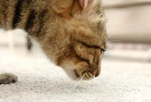 Cheiro de gato no apartamento