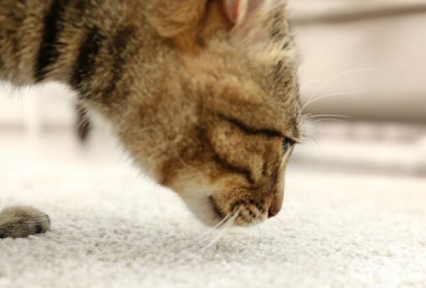 Cheiro de gato no apartamento