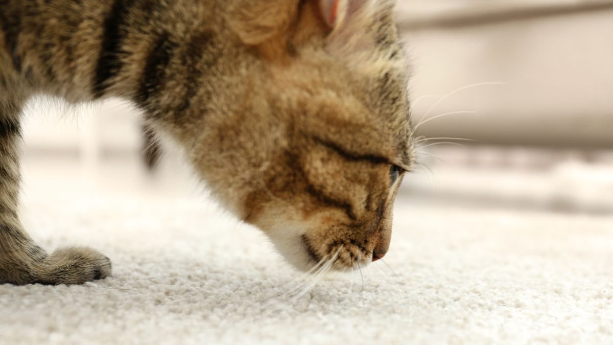 Cheiro de gato no apartamento